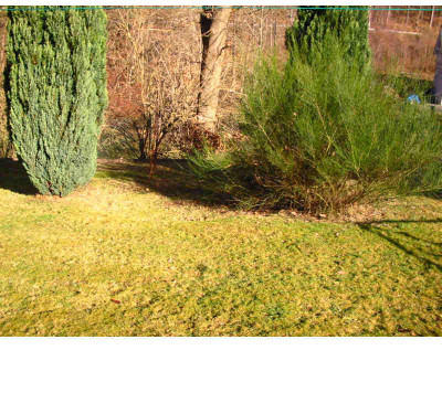 Teich_alt_1.jpg
