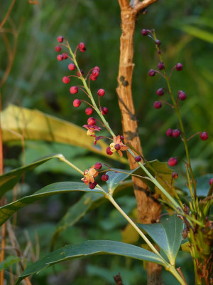 2021-09-14 Mahonia.jpg