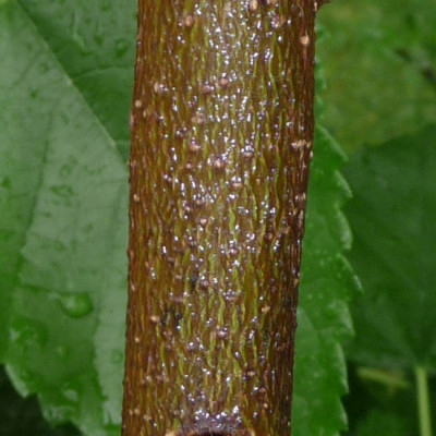 rinde-rubra-IE.jpg