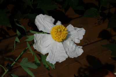 DSCF5113.JPG