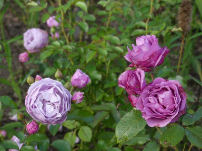 2021_0915SeptemberMitte0058.JPG