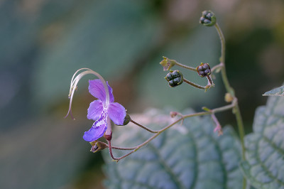 DSC_2930_DxO.jpg