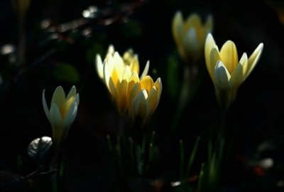 Crocus_1_09-02-2008.jpg