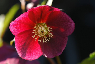 Helleborus_KvP_1_09-02-2008.jpg