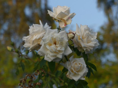 2021_0915SeptemberMitte0080.jpg