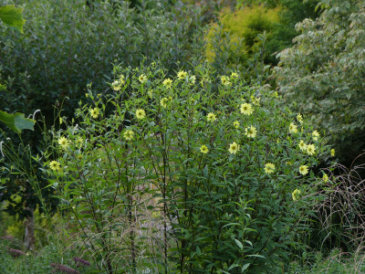 2021-09-16 Helianthus.jpg