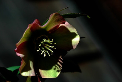 Helleborus_Markt_2008_3_1_09-02-2008.jpg
