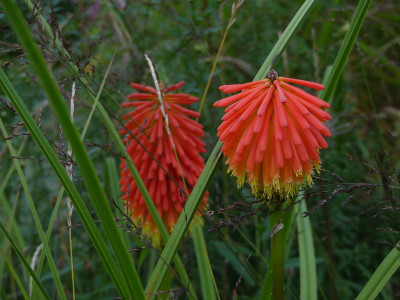 2021-09-16 Kniphofia rooperi.jpg