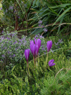 2021-09-16 Colchicum 'Jenny Robinson' 1.jpg