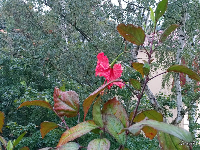 H.Andersonii20210915_192111Pur.jpg
