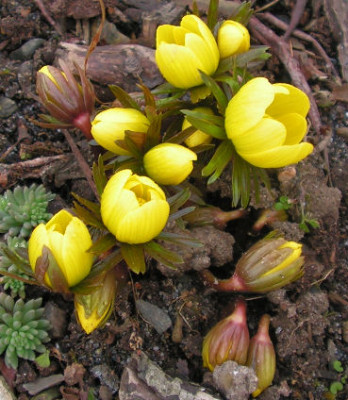 Eranthis_Guinea_Gold_028.jpg