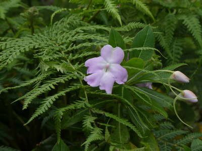 2021-09-17 Impatiens sodenii 2.jpg