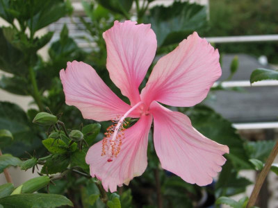 Hibiskus Swan Lake rosa Blüte.jpg