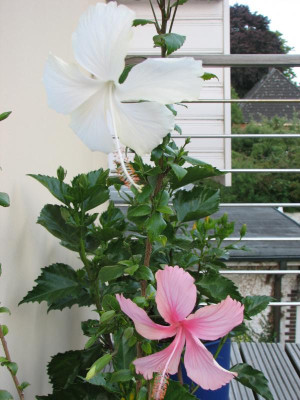 Hibiskus Swan Lake rose & weiße Blüte.jpg