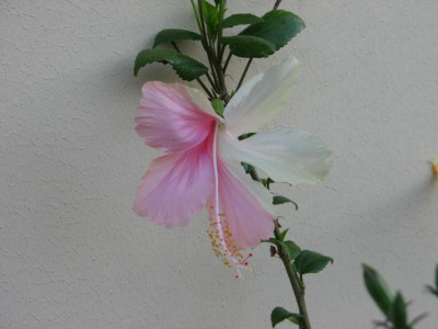 Hibiskus Swan Lake zweifarbige Blüte.JPG