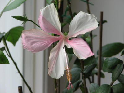 Hibiskus Swan Lake zweifarbige Blüte1.JPG