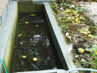 Teich.jpg