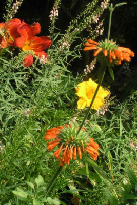Leonotis_leonurus.jpg