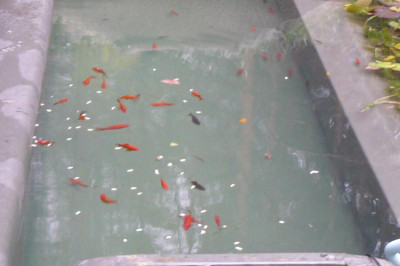 Fische.jpg
