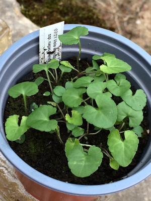 2021-09-18 Viola inconspicua ssp. Nagasakiensis.JPG