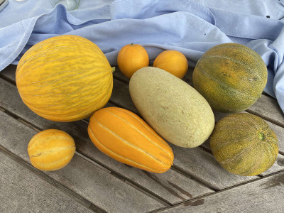 melonen.jpg