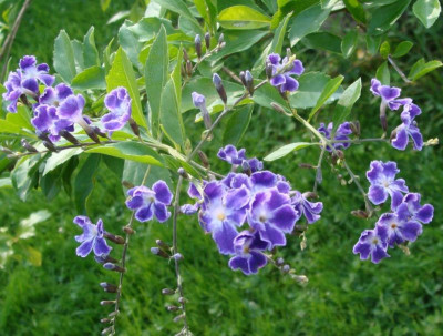 Duranta erecta21-1.jpg