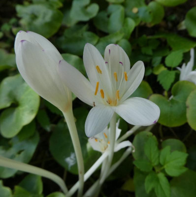 Colchicum 'Innocence' 210919.jpg