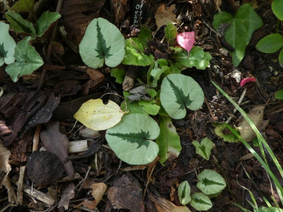P1130314.JPG