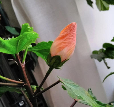 IMG_20210919_150228.jpg