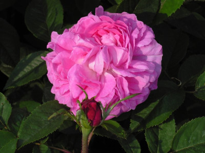 Reine_des_Violettes_9.jpg