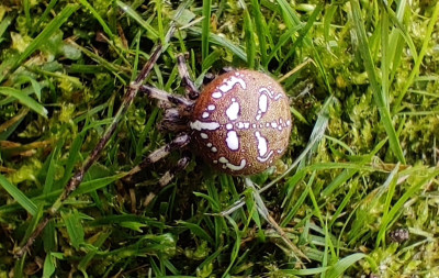 2021-09-12 Vierfleck-Kreuzspinne.jpg
