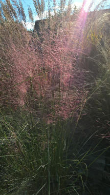 Muhlenbergia capillaris Gegenlicht (3).jpg