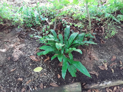 HirschAsplenium.jpg