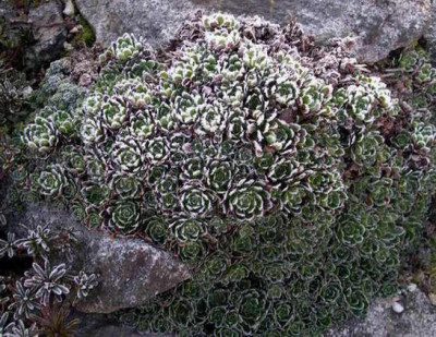 Saxifraga2008-02-10_006.JPG