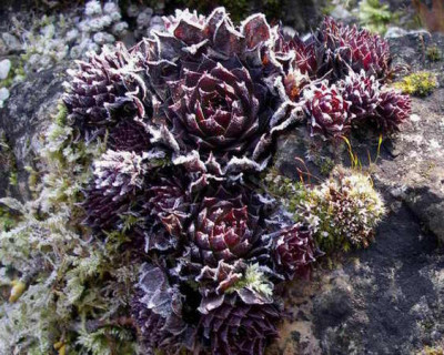 Semp.2008-02-10_001.JPG