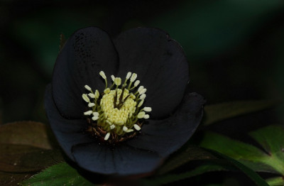 Helleborus_Martine_de_Smedt_1_2007_1_10-02-2008.jpg