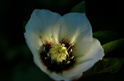 Helleborus_Het_Wilgenbroek_1_2005_1_10-02-2008.jpg