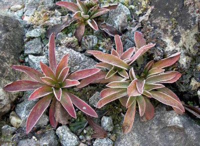 Helonias_bullata_2008-02-10.JPG