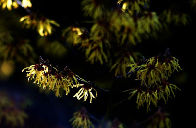 Hamamelis_1_10-02-2008.jpg