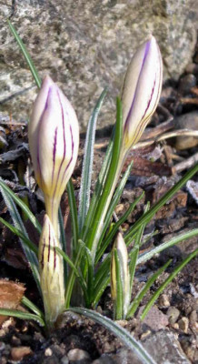 Crocus_imperati_ssp._imperati_De_Jager2008-02-10.JPG