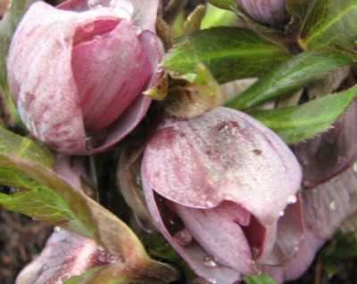 02.02.08_7535_H._purpurascens_ex_Ungarn_90.JPG