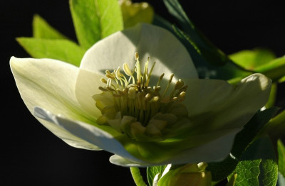 Helleborus_KvP_3_09-02-2008.jpg