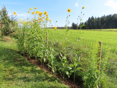 helianthuspauciflorus.JPG