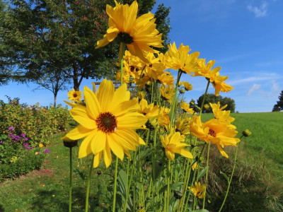 helianthuspauciflous4.JPG