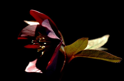 Helleborus_KvP_2_09-02-2008.jpg
