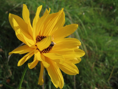 helianthuspauciflorus1.JPG