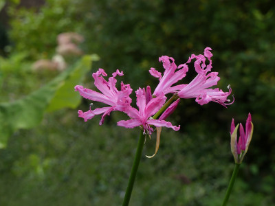 2021-09-20 Nerine bowdenii 1.jpg