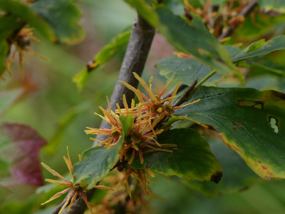 2021-09-20 Hamamelis virginiana 'Mohonk Red' 3.jpg
