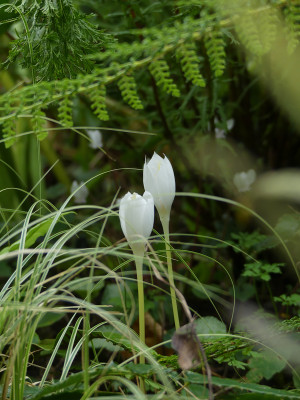2021-09-20 Crocus banaticus 'White Snow' 2.jpg