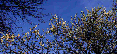 erste_Mandelblute_R0013318_klein.jpg